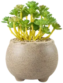 Lime green succulent