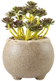 Purple succulent