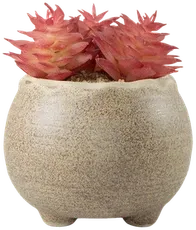 Pink succulent