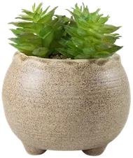 Green succulent