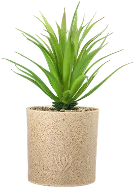 Aloe