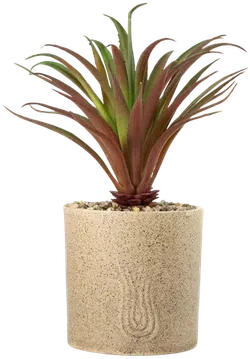 Aloe
