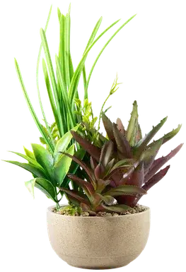 Succulent and fern terrarium