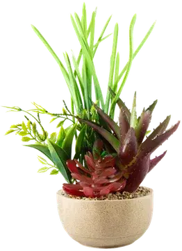 Succulent and fern terrarium