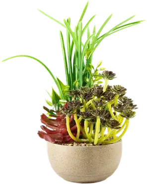 Succulent and fern terrarium