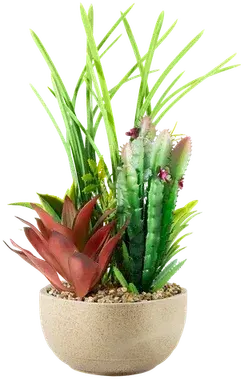 Succulent and fern terrarium
