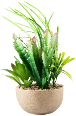 Succulent and fern terrarium
