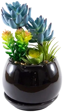 Succulent terrarium