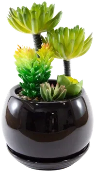 Succulent terrarium