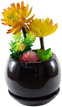 Succulent terrarium