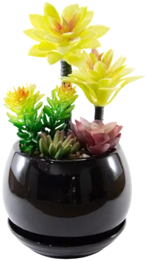 Succulent terrarium
