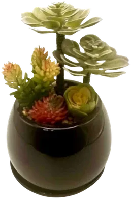Succulent and fern terrarium
