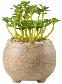 Lime green succulent