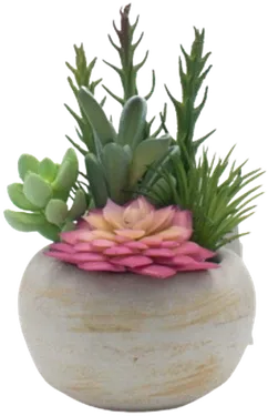 Succulent terrarium