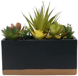 Succulent terrarium