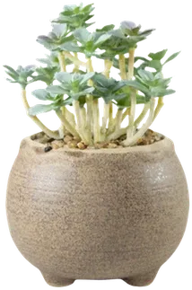 Green succulent