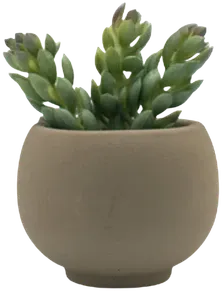 Succulent in a vase