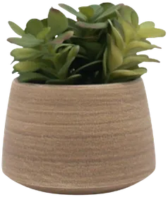 Succulent in a vase