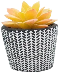 Mini yellow succulent