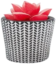 Mini red succulent