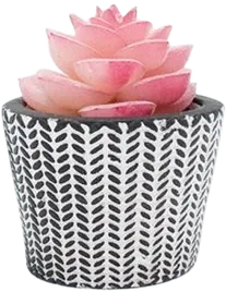 Mini light pink succulent