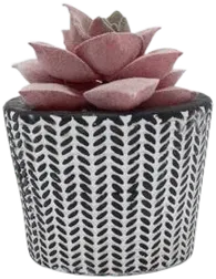 Mini dark pink succulent