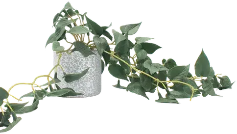Potted pothos