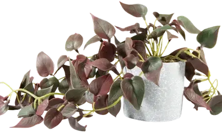 Potted pothos