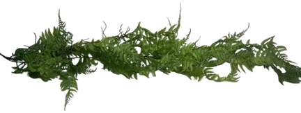 Dark green trailing fern