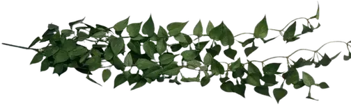 Dark green trailing heartleaf plant