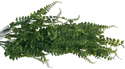 Dark green trailing spring fern