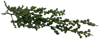 Light green string-of-pearls plant