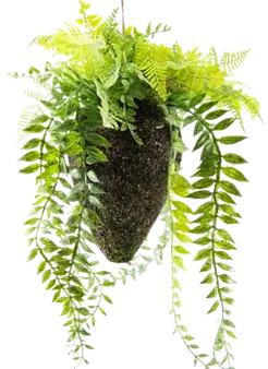 Green trailing quetzal-tail fern