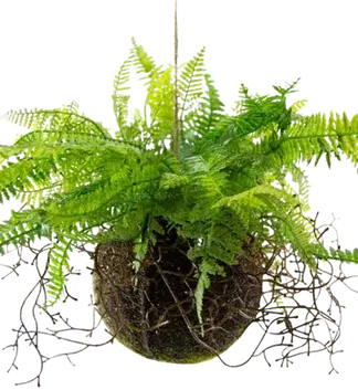 Green trailing hastatum fern