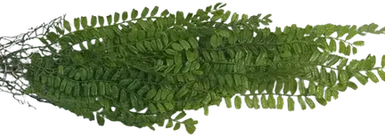 Green trailing Boston fern