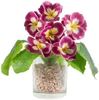 Violets in a vase