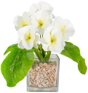Violets in a vase