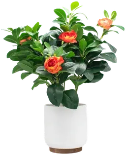 Orange camellias in a ceramic pot