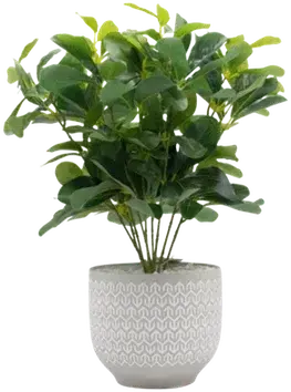 Fern bush