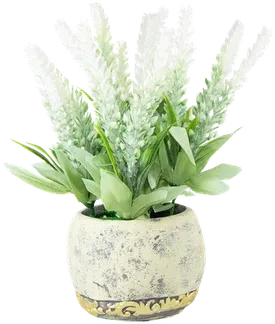 Lavender in a vase