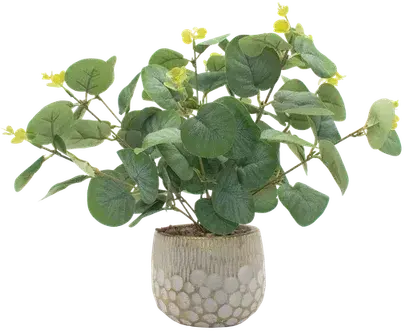 Eucalyptus in a vase