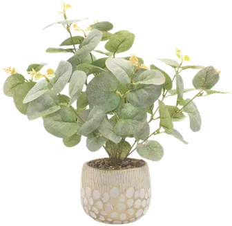Eucalyptus in a vase