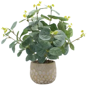 Eucalyptus in a vase