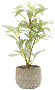 Pittosporum in a vase
