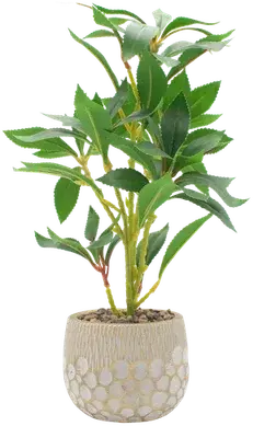 Pittosporum in a vase
