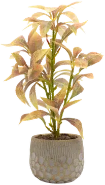Papaya plant in a vase