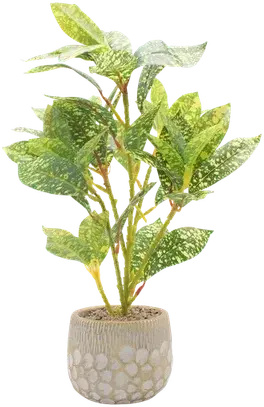 Croton in a vase