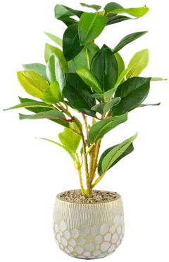 Croton in a vase
