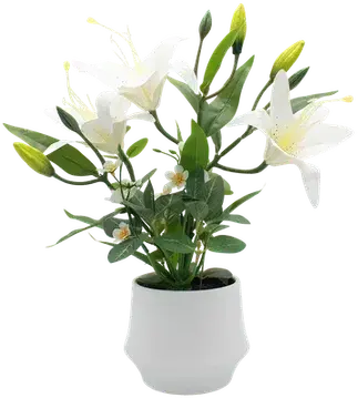 White lilies in a vase