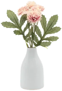 Chrysanthemums in a vase